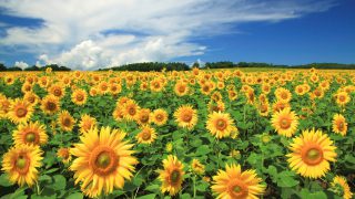 夏季休業のお知らせ